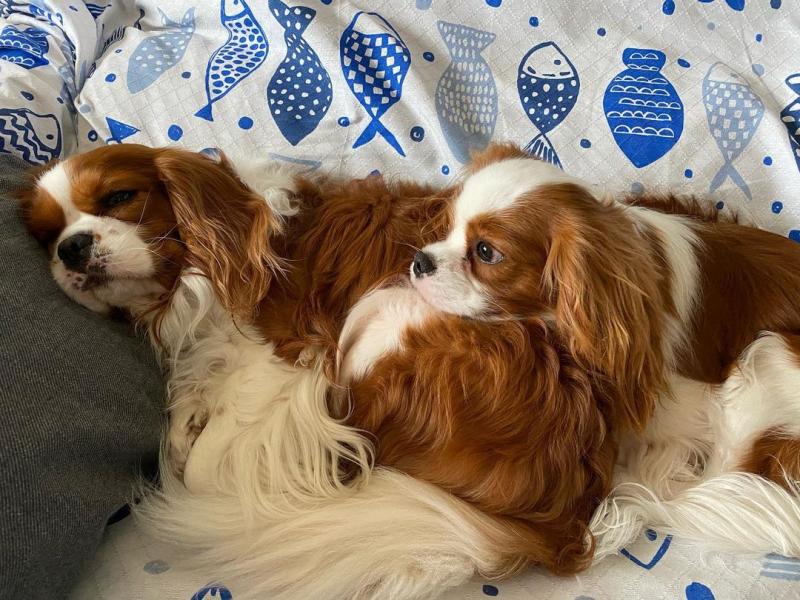 Cavalier King Charles spaniel puppies (leonben877@gmail.com) Image eClassifieds4u