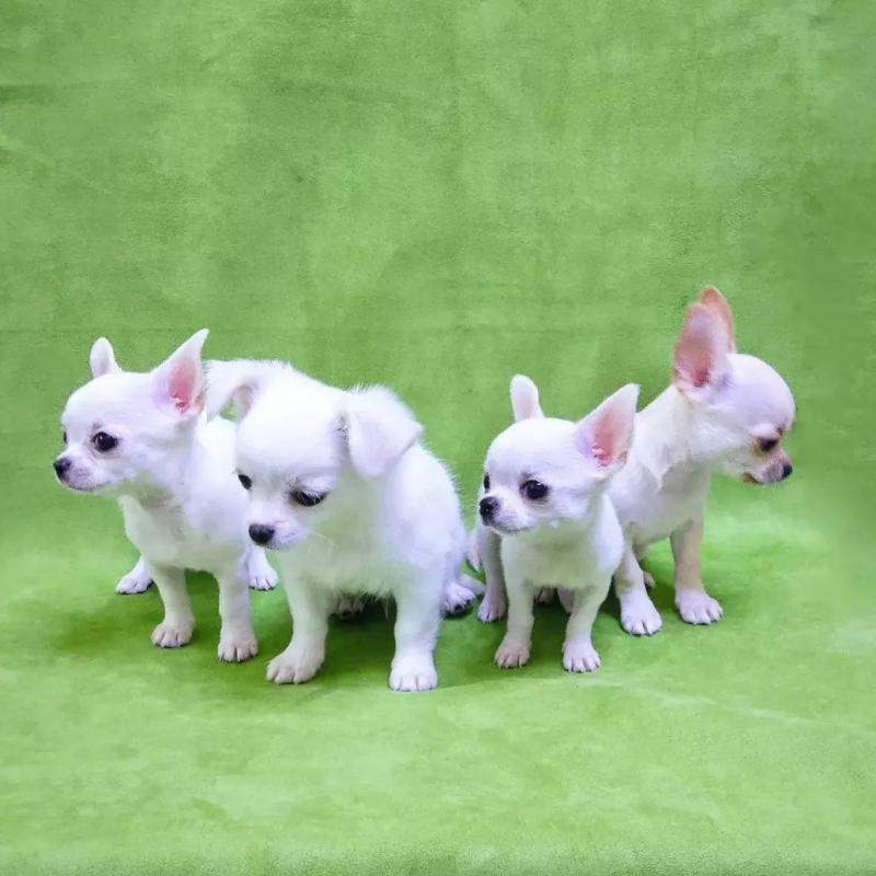 Chihuahua puppies (smith85scott@gmail.com) Image eClassifieds4u