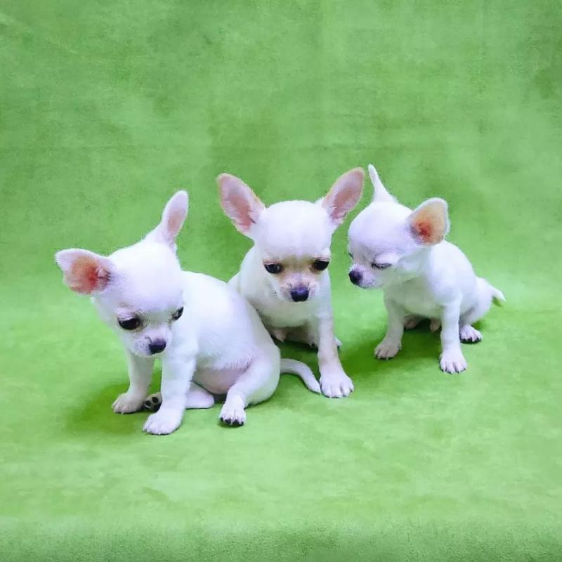 Chihuahua puppies (smith85scott@gmail.com) Image eClassifieds4u