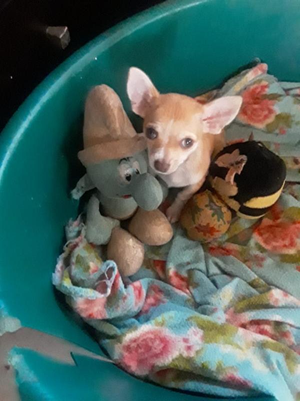 Chihuahua Puppy For Sale Call or text us at ‪(317) 360-8691‬ Image eClassifieds4u