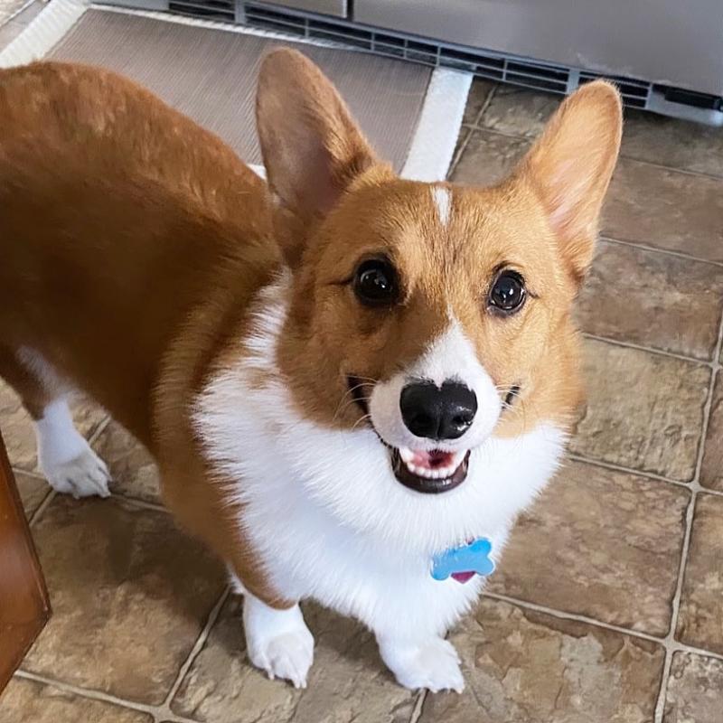 Corgi puppies (scottstev10@gmail.com) Image eClassifieds4u