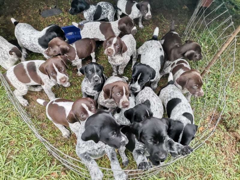 German Shorthaired Pointer(GSP) Call or text us at ‪(317) 360-8691‬ Image eClassifieds4u