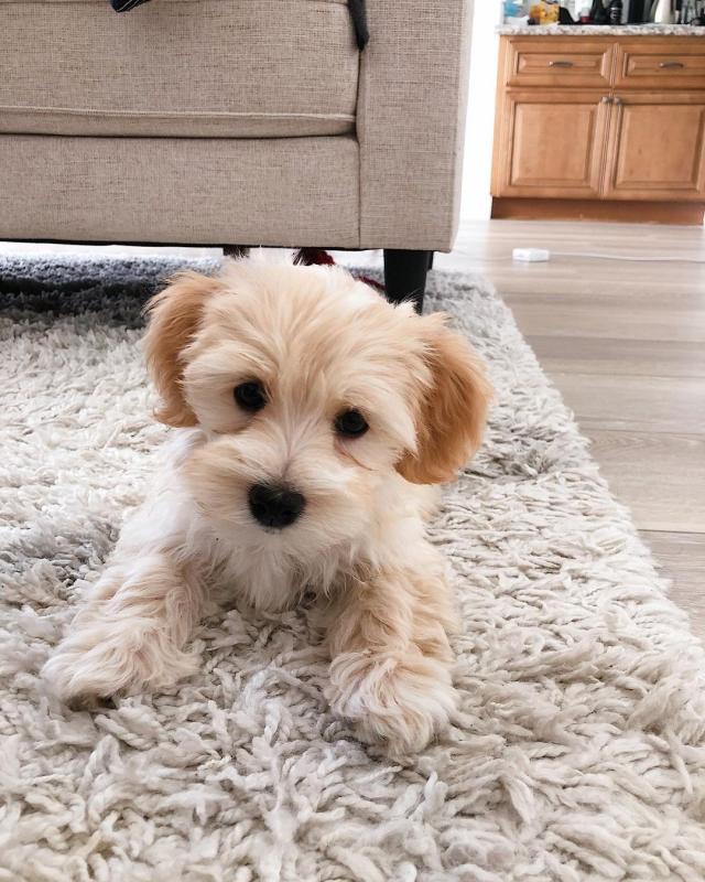 Havanese puppies (tomliam017@gmail.com) Image eClassifieds4u