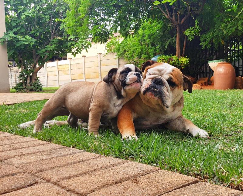 Home Raised English Bulldog puppy Available For Sale Call or text us at ‪(317) 360-8691‬ Image eClassifieds4u