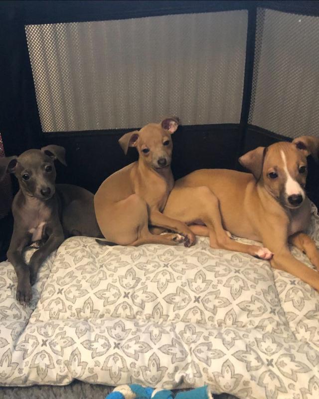 Italian Greyhound (toms81693@gmail.com) Image eClassifieds4u