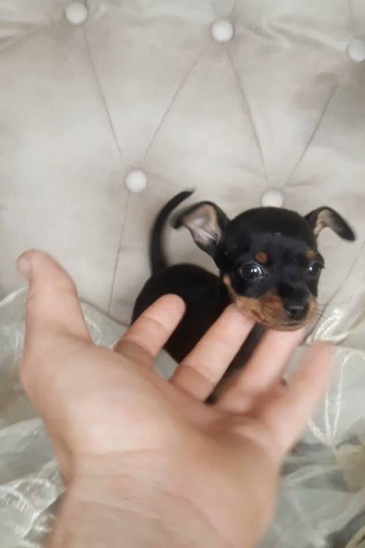 Lovely Miniature Pinscher Puppies Call or text us at ‪(317) 360-8691‬ Image eClassifieds4u