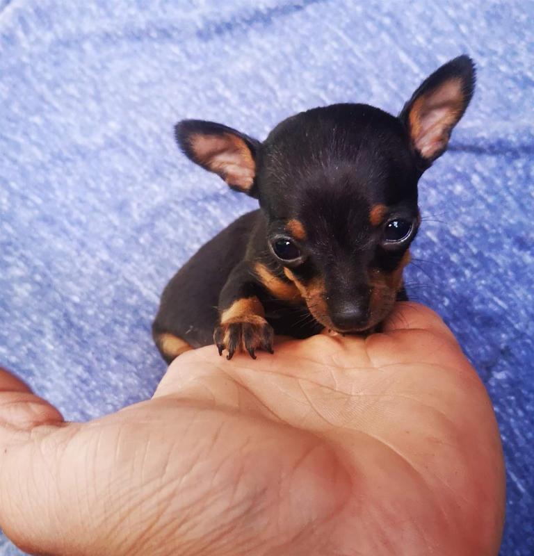Lovely Miniature Pinscher Puppies Call or text us at ‪(317) 360-8691‬ Image eClassifieds4u
