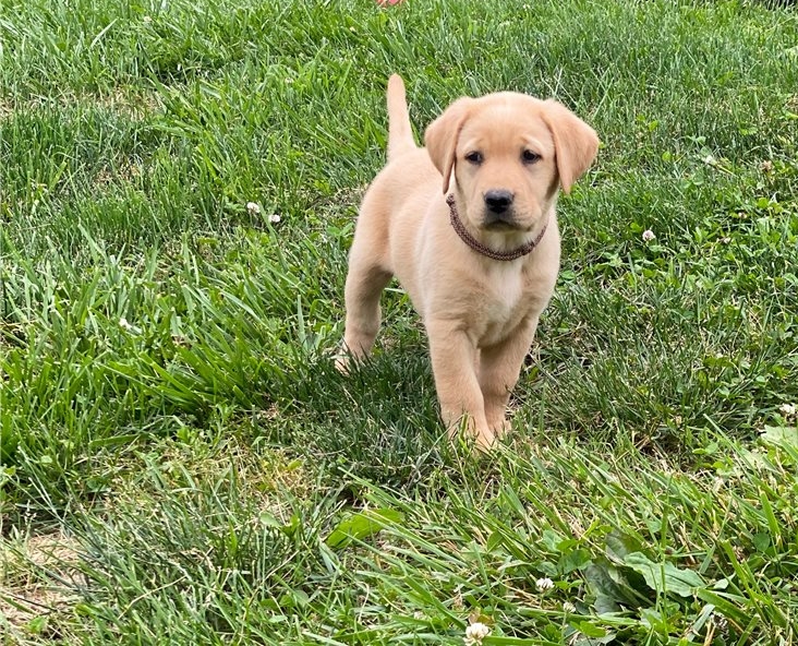 Loving Labrador retriever puppies for sale 10 weeks old Call or text us at ‪(317) 360-8691‬ Image eClassifieds4u