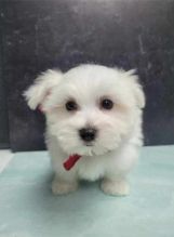 Adorable Maltese puppies for adoption Image eClassifieds4u 1