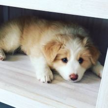 Beautiful Border collie puppies (steves85scott@gmail.com) Image eClassifieds4u 1