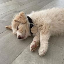 Beautiful Border collie puppies (steves85scott@gmail.com) Image eClassifieds4u 2