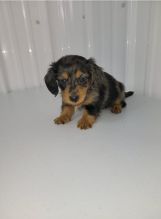 Beautiful Dachshund Puppies ready for adoption Image eClassifieds4u 1