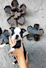 Boston terrier For Sale Call or text us at ‪(317) 360-8691‬ Image eClassifieds4u 2