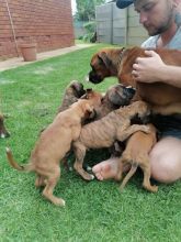 Boxer Puppies Call or text us at (317) 360-8691 Image eClassifieds4u 2