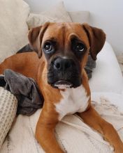 Boxer puppies (scottsteve8413@gmail.com) Image eClassifieds4u 2