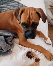 Boxer puppies (scottsteve8413@gmail.com) Image eClassifieds4u 3