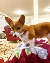 Corgi puppies (scottstev10@gmail.com) Image eClassifieds4u 2