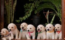 Cute Labrador retriever pups near me Image eClassifieds4u 4