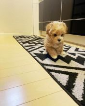 Cute Maltipoo Puppies For Sale Call or text us at (317) 360-8691 Image eClassifieds4u 2