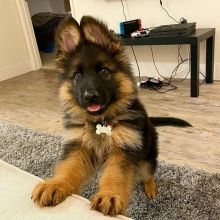 German shepherd puppies (smith85liam@gmail.com) Image eClassifieds4u 2