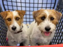 Jack Russel puppies (roybetty699@gmail.com) Image eClassifieds4u 2