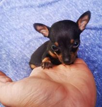 Lovely Miniature Pinscher Puppies Call or text us at ‪(317) 360-8691‬ Image eClassifieds4u 2