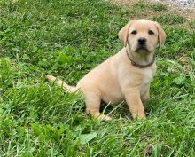 Loving Labrador retriever puppies for sale 10 weeks old Call or text us at ‪(317) 360-8691‬ Image eClassifieds4u 2