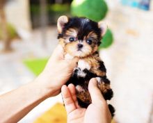 Morkie puppies available for sale Image eClassifieds4u 3