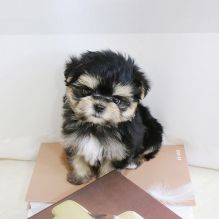 Morkie puppies available near me Image eClassifieds4u 4