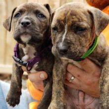 Pitbull puppies (steveliam8510@gmail.com) Image eClassifieds4u 1