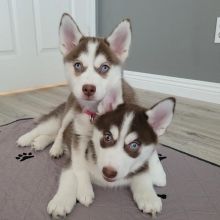 Pomsky puppies (annalilly863@gmail.com) Image eClassifieds4u 2