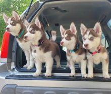 Pomsky puppies (annalilly863@gmail.com) Image eClassifieds4u 3