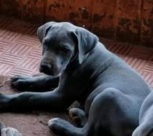 Ready For Sale Great Dane Puppies Call or text us at ‪(317) 360-8691‬ Image eClassifieds4u 2