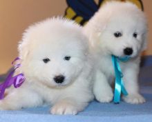 Samoyed puppies (joannekate258@gmail.com) Image eClassifieds4u 2