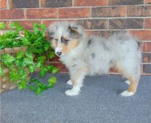 Shetland Sheepdog puppy for sale Call or text us at ‪(317) 360-8691‬ Image eClassifieds4U