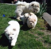 Stunning Chow Chow 10weeks old Puppies looking for new home Call or text us at ‪(317) 360-8691‬ Image eClassifieds4u 2