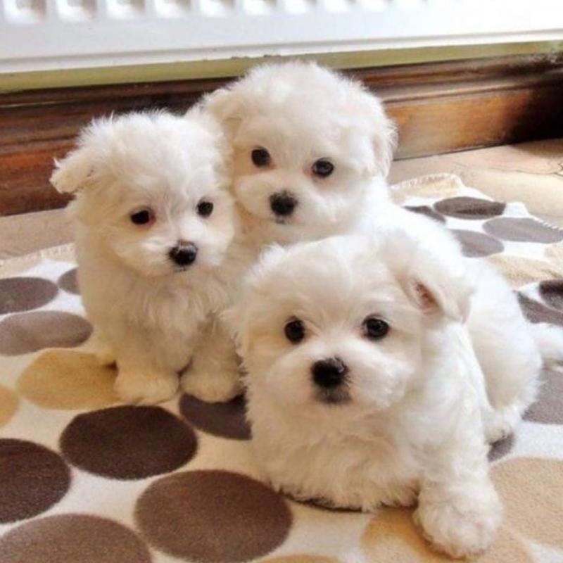 Maltese puppies (christineharvey905@gmail.com) Image eClassifieds4u