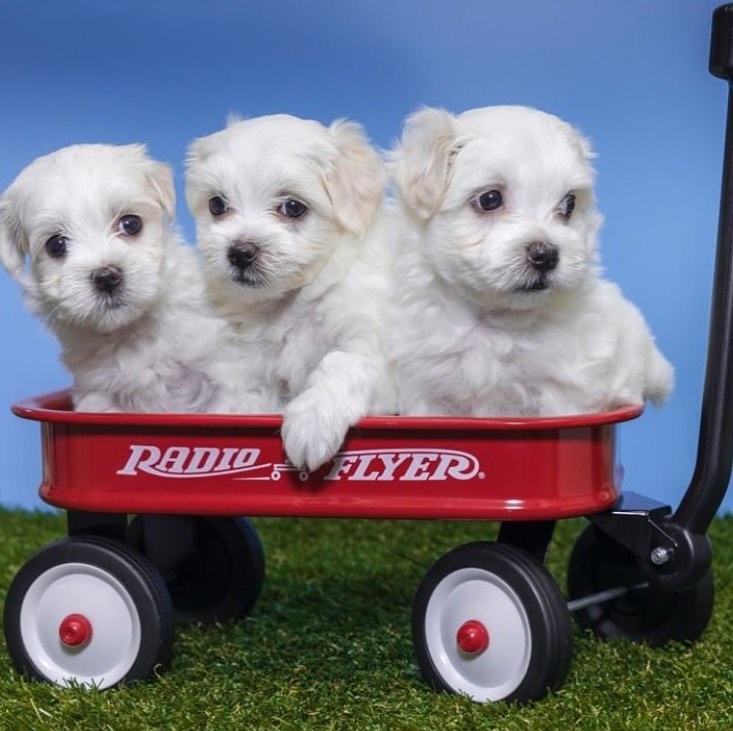 Maltese puppies (christineharvey905@gmail.com) Image eClassifieds4u