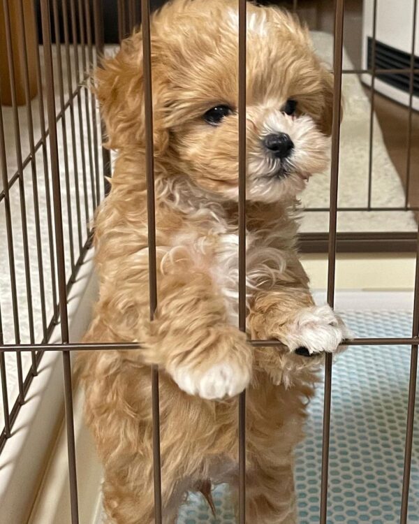 Maltipoo Puppies For Sale Call or text us at ‪(317) 360-8691‬ Image eClassifieds4u