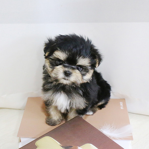 Morkie puppies available near me Image eClassifieds4u