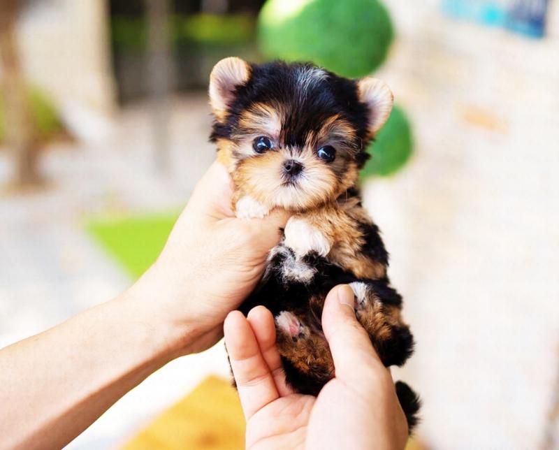Morkie puppies available near me Image eClassifieds4u