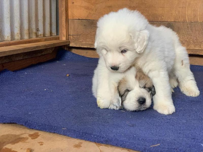 Pyrenees puppies (alexbethany8@gmail.com) Image eClassifieds4u