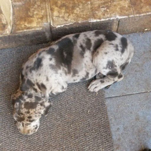 Ready For Sale Great Dane Puppies Call or text us at ‪(317) 360-8691‬ Image eClassifieds4u