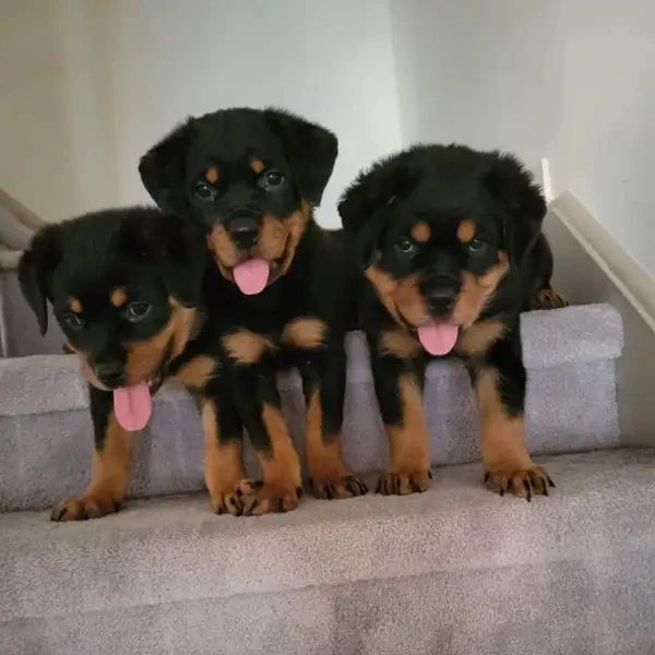 Rottweiler puppies (charlesdennis779@gmail.com) Image eClassifieds4u
