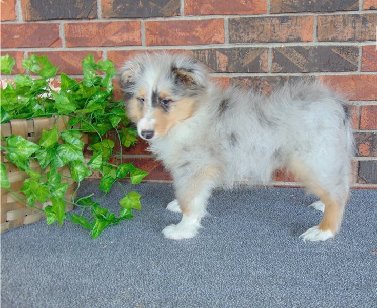 Shetland Sheepdog puppy for sale Call or text us at ‪(317) 360-8691‬ Image eClassifieds4u
