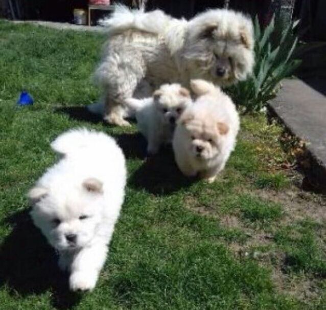 Stunning Chow Chow 10weeks old Puppies looking for new home Call or text us at ‪(317) 360-8691‬ Image eClassifieds4u