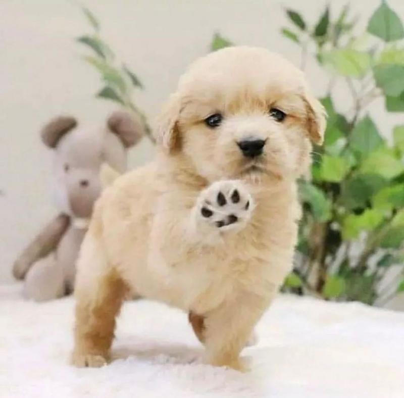 🟥🍁🟥 NEW YEAR🐶 MALE/FEMALE 👪 GOLDEN RETRIEVER PUPPIES 💕💕 Image eClassifieds4u