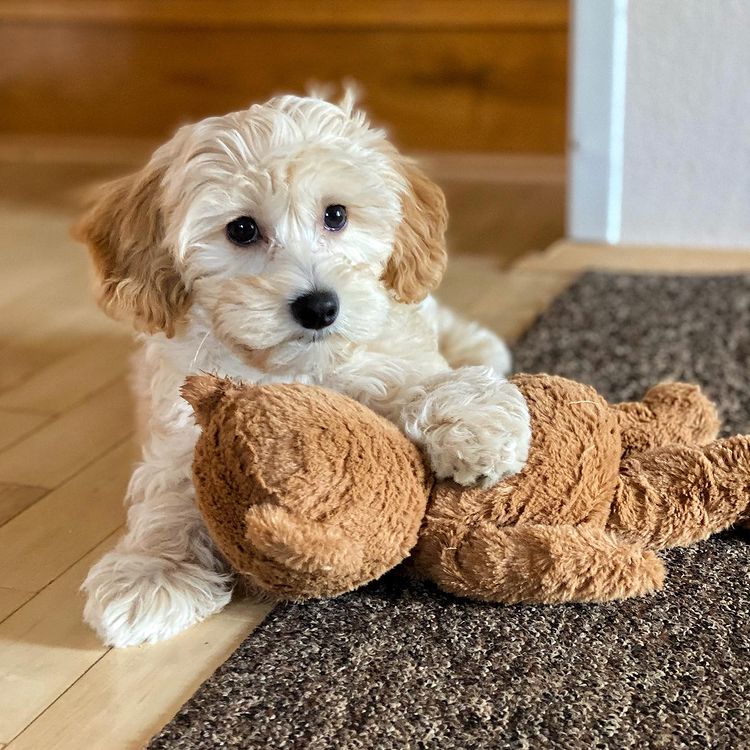 🟥🍁🟥 NEW YEAR🐶 MALE/FEMALE 👪 MALTIPOO PUPPIES 💕💕 Image eClassifieds4u