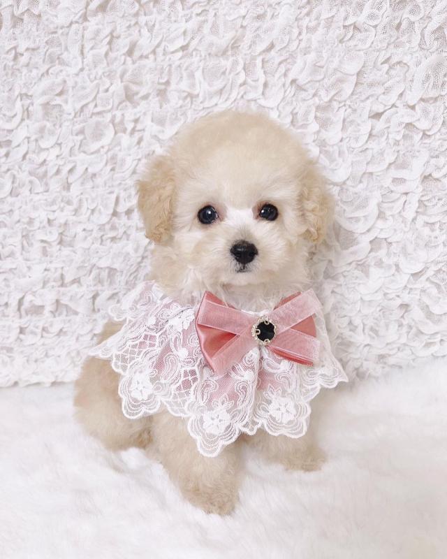 💗🍀NEW YEAR🐶 MALE 🐕 FEMALE 👪 TOY POODLE PUPPIES 💕💕 Image eClassifieds4u