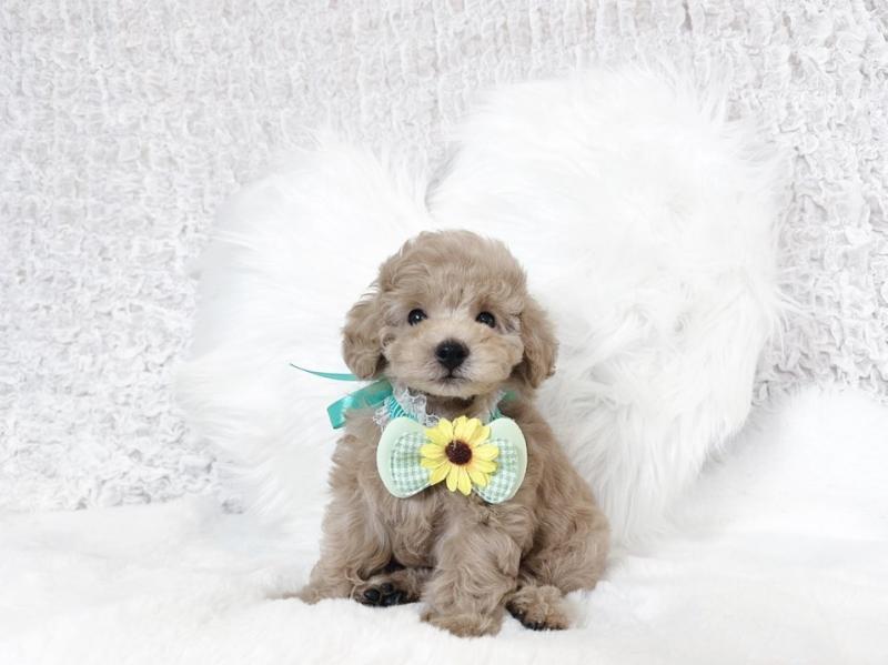 🟥🍁🟥 NEW YEAR🐶 MALE/FEMALE 👪 TOY POODLE PUPPIES 💕💕 Image eClassifieds4u